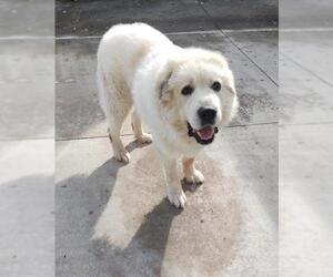 Great Pyrenees Dogs for adoption in Maquoketa, IA, USA