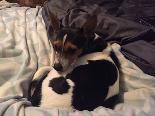 Rat Terrier Dogs for adoption in Florence, AL, USA