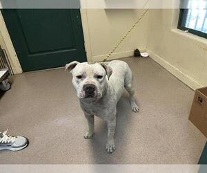 Mutt Dogs for adoption in Pasadena, CA, USA