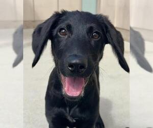 Labrador Retriever-Saluki Mix Dogs for adoption in Santa Cruz, CA, USA