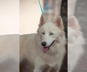 Siberian Husky Dogs for adoption in Fayetteville, GA, USA
