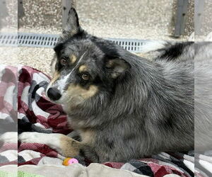 Australian Shepherd-Unknown Mix Dogs for adoption in Martinsburg, WV, USA