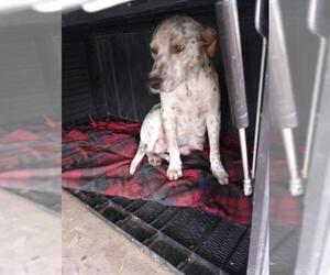 American Staffordshire Terrier-Unknown Mix Dogs for adoption in San Antonio, TX, USA