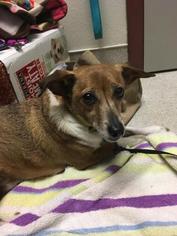 Chiweenie Dogs for adoption in Salem, OR, USA