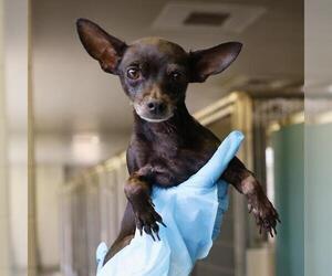 Chihuahua Dogs for adoption in San Antonio, TX, USA