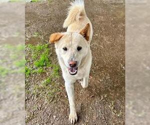 Chow Chow-Unknown Mix Dogs for adoption in Riverside, CA, USA