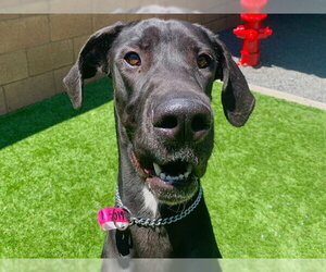 Great Dane-Unknown Mix Dogs for adoption in Moreno Valley, CA, USA