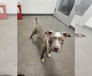 American Pit Bull Terrier Dogs for adoption in Berkeley , CA, USA