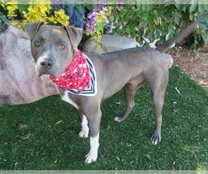 American Pit Bull Terrier-Unknown Mix Dogs for adoption in Oklahoma City, OK, USA