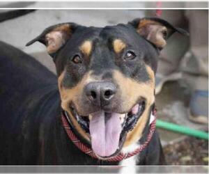 Rottweiler-Unknown Mix Dogs for adoption in Phoenix, AZ, USA