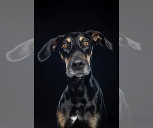 Doberman Pinscher-Labrador Retriever Mix Dogs for adoption in Tuscaloosa, AL, USA