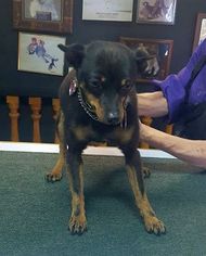 Miniature Pinscher Dogs for adoption in Carson City, NV, USA