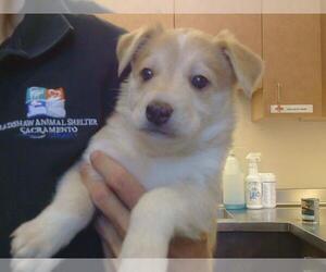 Ausky Dogs for adoption in Sacramento, CA, USA
