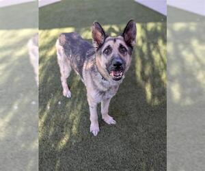 German Shepherd Dog-Unknown Mix Dogs for adoption in Elk Grove, CA, USA