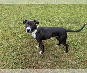 American Pit Bull Terrier-Unknown Mix Dogs for adoption in Grovetown, GA, USA