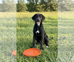 Labrador Retriever-Unknown Mix Dogs for adoption in Genesee, WI, USA