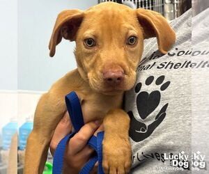 Labrador Retriever-Retriever  Mix Dogs for adoption in Washington, DC, USA
