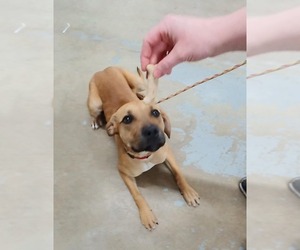 Mastiff-Unknown Mix Dogs for adoption in Trenton, MO, USA