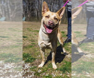 Carolina Dog-Unknown Mix Dogs for adoption in Sparta, TN, USA