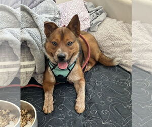 Mutt Dogs for adoption in Bellevue, WA, USA