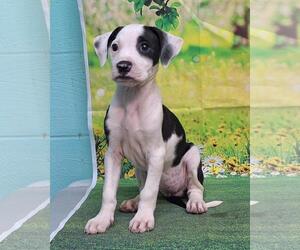 American Pit Bull Terrier-Labrador Retriever Mix Dogs for adoption in Wetumpka, AL, USA