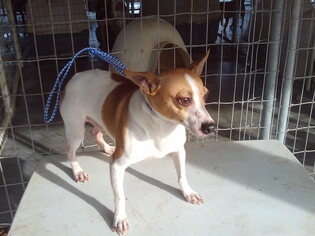 Medium Photo #1 Rat Terrier Puppy For Sale in Bonifay, MO, USA
