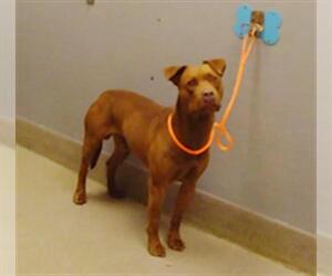 American Pit Bull Terrier-Unknown Mix Dogs for adoption in Las Vegas, NV, USA
