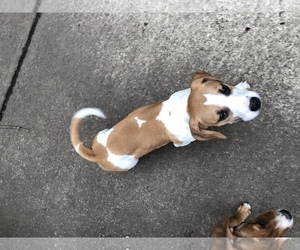Medium Photo #1 American Pit Bull Terrier-Jack Russell Terrier Mix Puppy For Sale in Kent, OH, USA