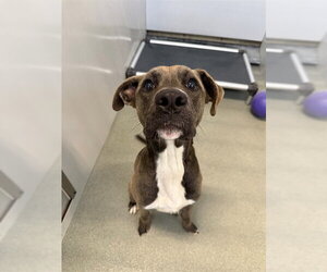 Mutt Dogs for adoption in Fayetteville, NC, USA