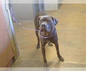 Boweimar Dogs for adoption in Sacramento, CA, USA