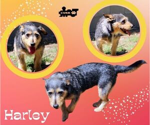 Basset Hound-Unknown Mix Dogs for adoption in Lindsay, CA, USA