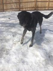 Sheprador Dogs for adoption in Northfield, MN, USA