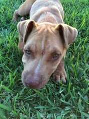 American Pit Bull Terrier-Chinese Shar-Pei Mix Dogs for adoption in Victoria, TX, USA