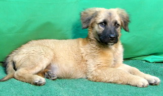 Medium Photo #1 Collie-Unknown Mix Puppy For Sale in San Diego, CA, USA