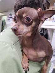 Chihuahua Dogs for adoption in Rathdrum, ID, USA