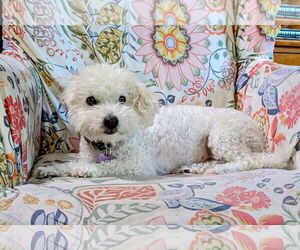 Poodle (Miniature)-Unknown Mix Dogs for adoption in New London, WI, USA