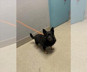 Pomeranian-Unknown Mix Dogs for adoption in Las Vegas, NV, USA