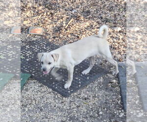 Chihuahua-Unknown Mix Dogs for adoption in Rockaway, NJ, USA