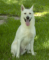 Medium Photo #1 German Shepherd Dog-Unknown Mix Puppy For Sale in Santa Fe, TX, USA