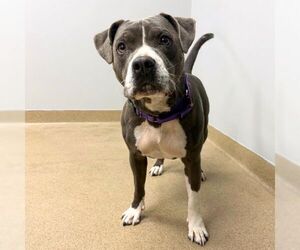 Mutt Dogs for adoption in Aurora, CO, USA