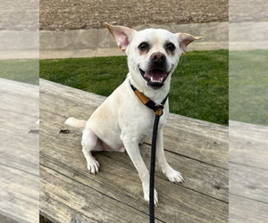 Mutt Dogs for adoption in Evansville, IN, USA
