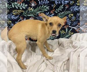 Chihuahua Dogs for adoption in Modesto, CA, USA