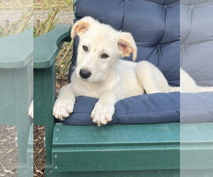 Great Pyrenees-Unknown Mix Dogs for adoption in Croydon, NH, USA