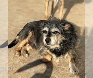 Medium Photo #1 Mutt Puppy For Sale in Chico, CA, USA