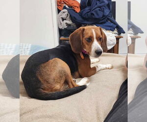 Beagle-Unknown Mix Dogs for adoption in Westwood, NJ, USA