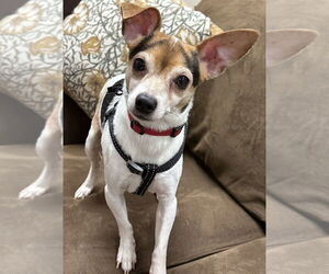 Chihuahua-Unknown Mix Dogs for adoption in Mundelein, IL, USA