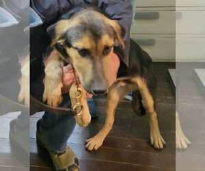 Shepradors Dogs for adoption in Harrison, AR, USA