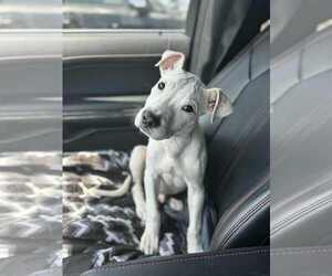 Mutt Dogs for adoption in Fenton, MO, USA