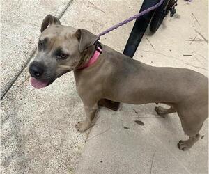 American Pit Bull Terrier Dogs for adoption in Houston, TX, USA