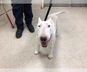 Bull Terrier Dogs for adoption in Riverside, CA, USA